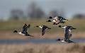 Set3.2 Pintail Ducks in Flight_Roger Hance